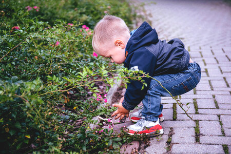Boy picking flowers photo