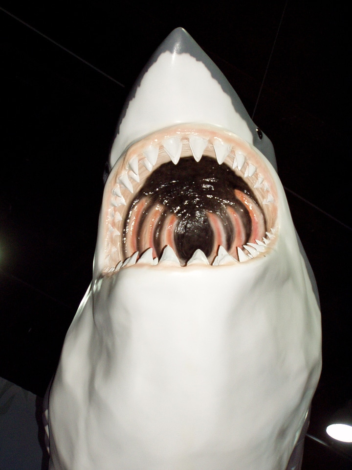 Big jaws terrifying