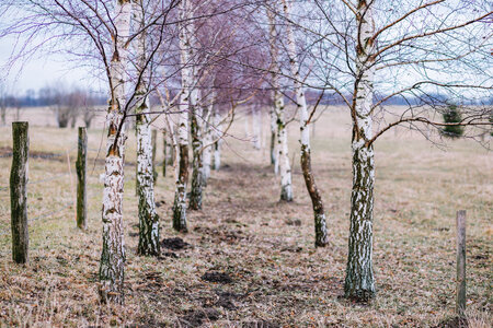 Birches in autumn photo