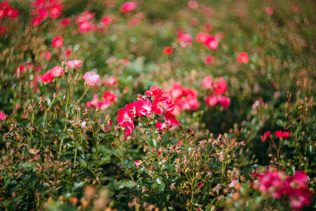 Park flowers 2