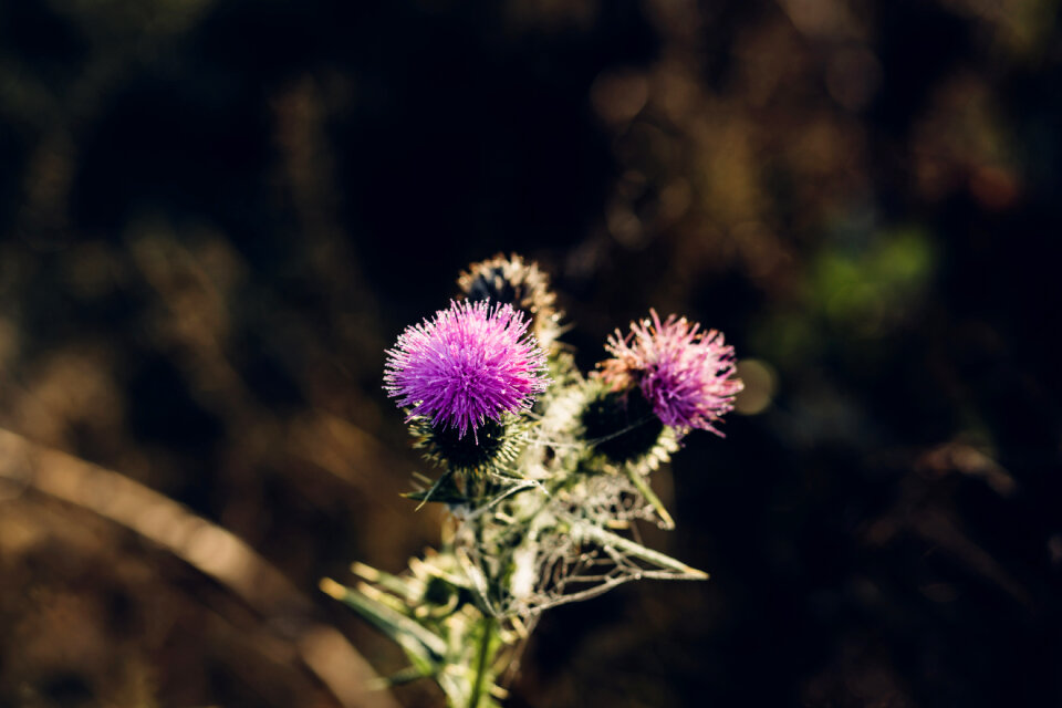 Dew on a purple thistle photo