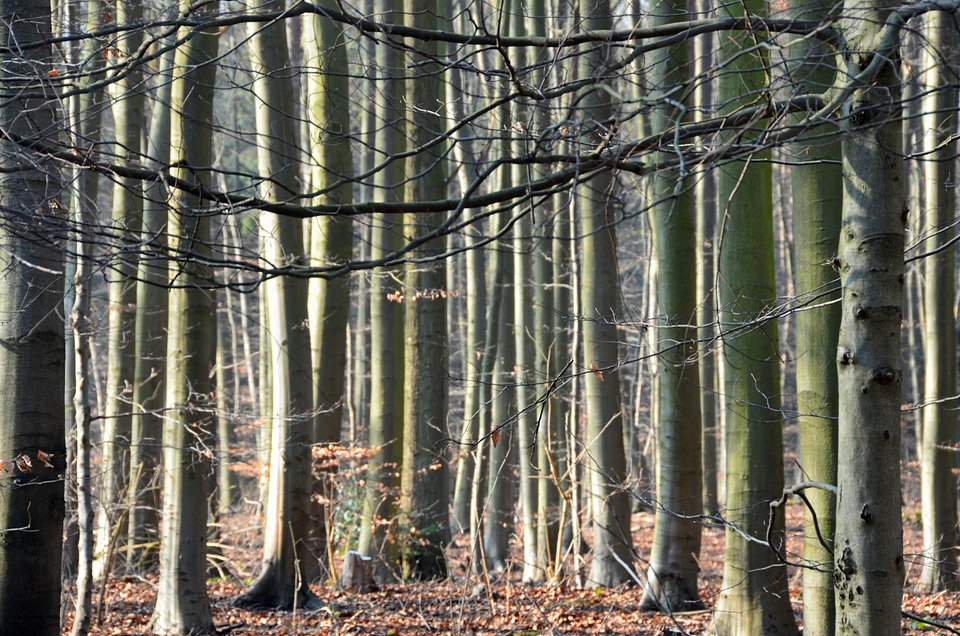 Backlighting baustamm nature photo