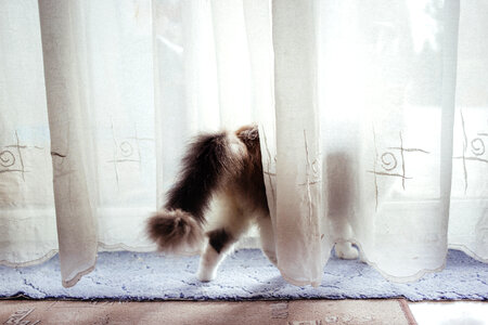 A cat behind the curtain photo