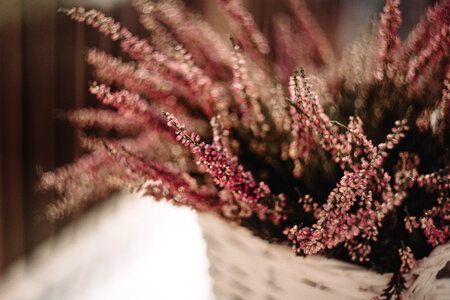 Heather in a pot 2 photo