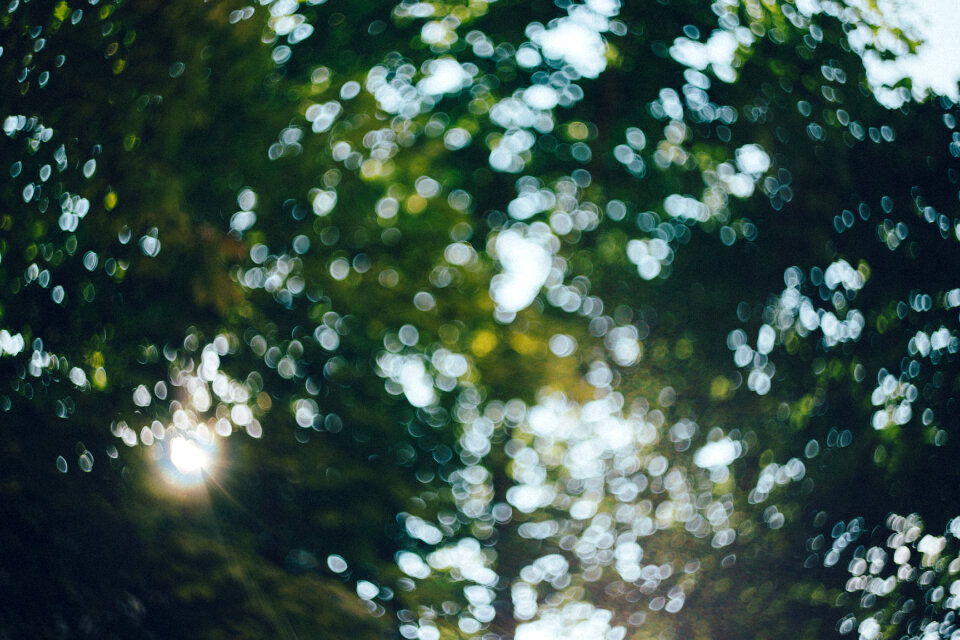 Defocused tree bokeh 2