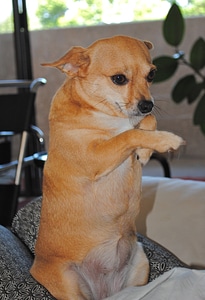 Canine chihuahua mix sit up and beg
