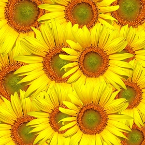 Floral nature wallpaper