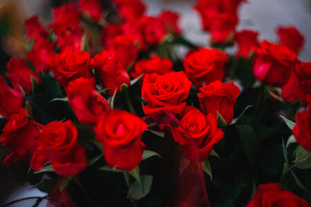 Big bouquet of red roses photo