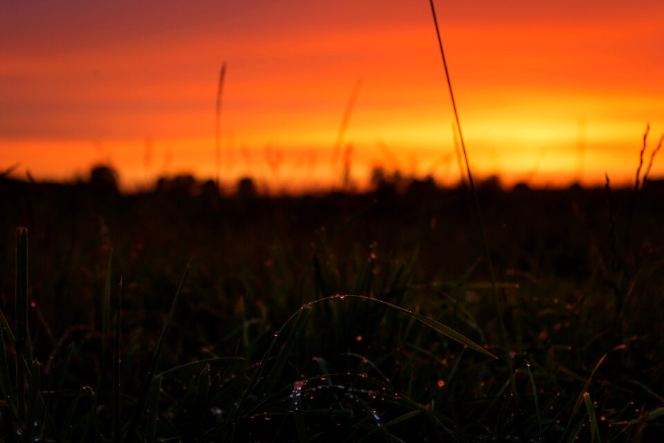 Dew on grass in the sunset 2