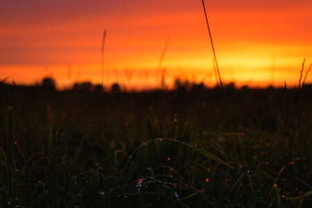 Dew on grass in the sunset 2 photo