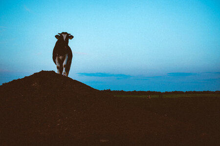Cow on a gravel hill 2 photo