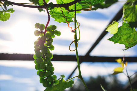 Green grapes 4 photo
