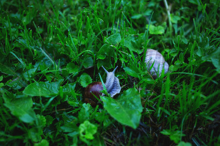 Two snails in grass 2 photo