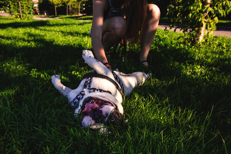 Dog rolling on grass photo