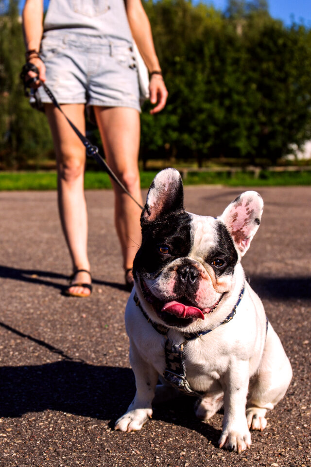 Walking the dog photo