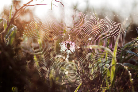 Spider on its web photo