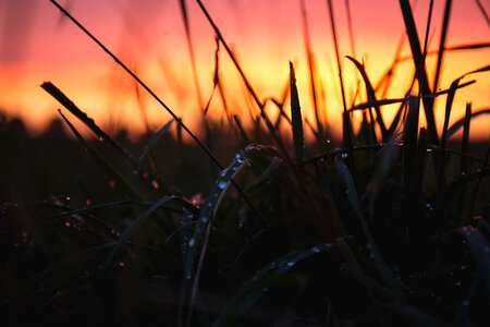 Dew on grass in the sunset photo