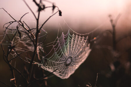 Dew on a spider’s web photo