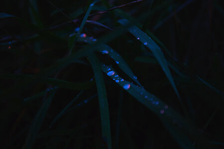Evening dew photo