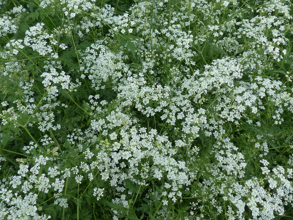White meadow wild temulum