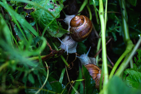 Two snails in grass photo