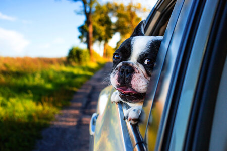 Dog riding in the car photo