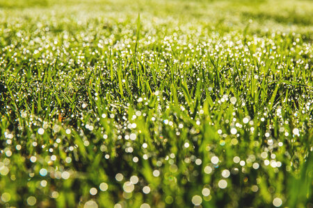 Dew on the grass photo