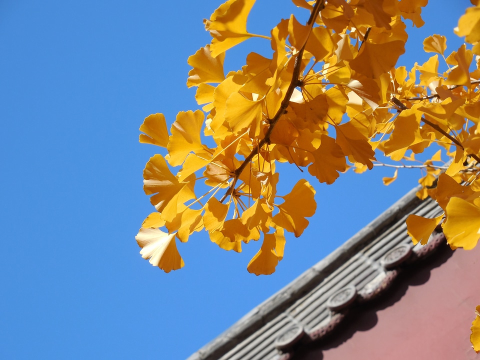 Autumn golden yellow