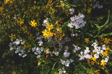 Meadow flowers photo