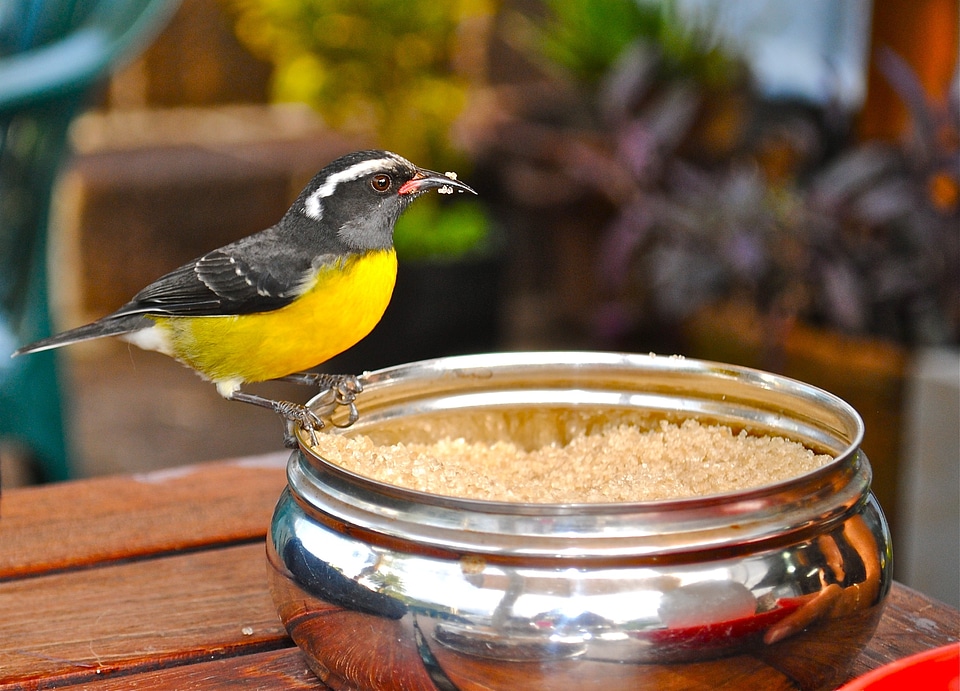 Caribbean west indies bird
