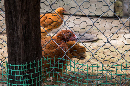 Chickens 2