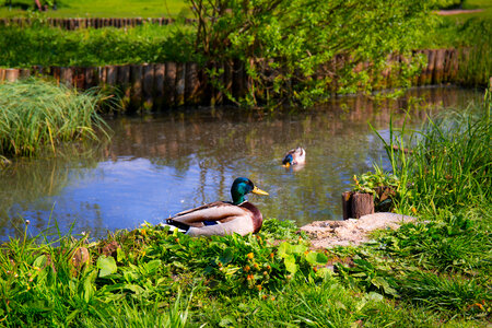 Wild ducks in a pond