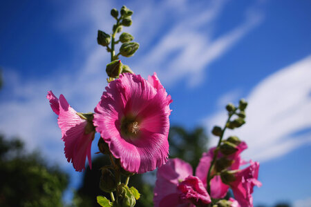 Hollyhock