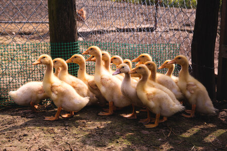 Ducklings 2