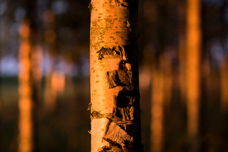 Birch trunk photo