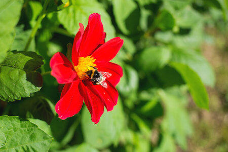 Bumblebee on the red flower photo
