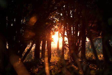 Sunset in forest photo