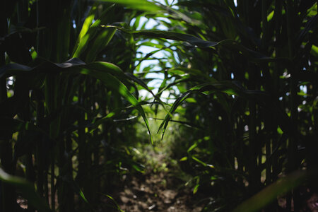 Cornfield photo