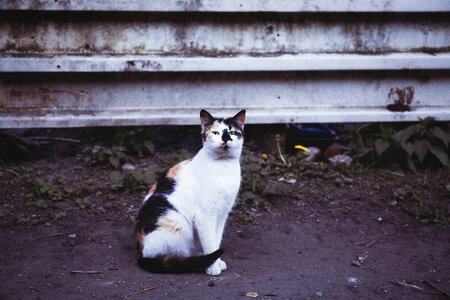 Tricolor cat photo