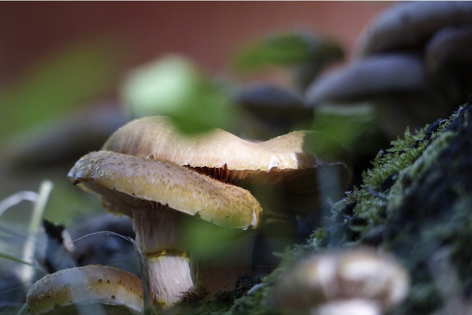 Nature toxic forest