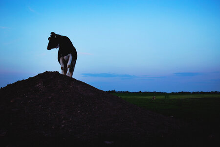 Cow on a gravel hill photo