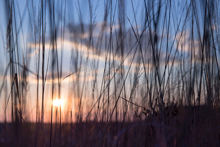 Low sun in the high grass photo