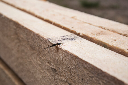 Insect on wooden board photo