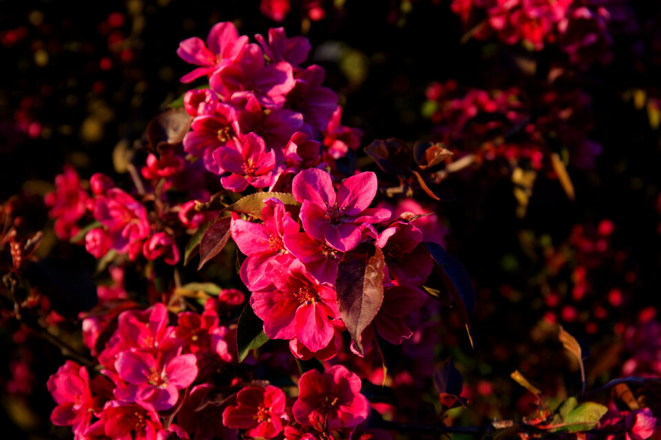 Tree blossom 2