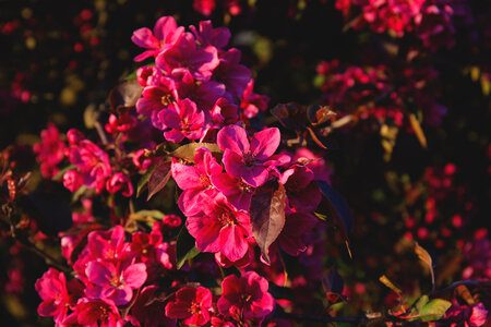 Tree blossom 2
