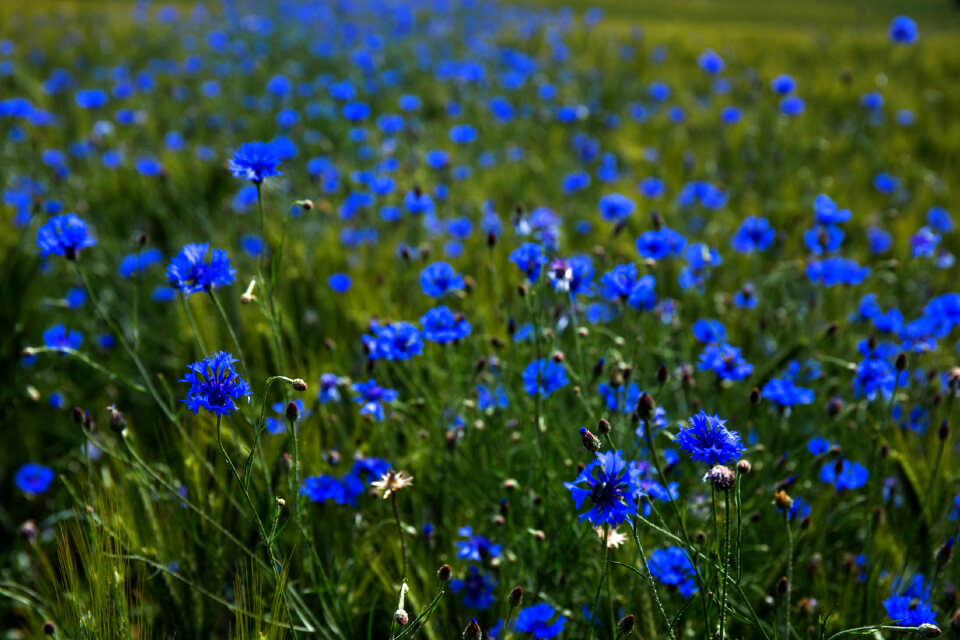 Field of cornflowers 2