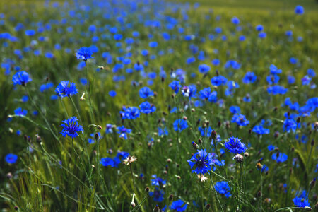 Field of cornflowers 2