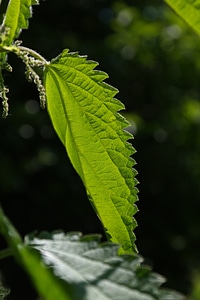 Pink plant weed photo