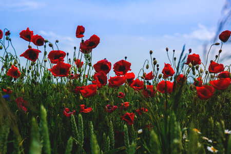 Poppies 2 photo