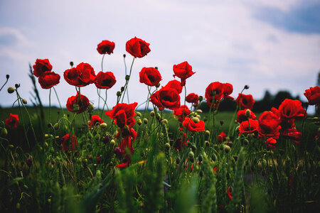 Poppies 3 photo